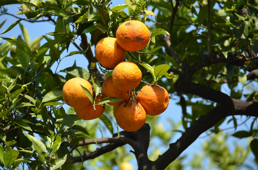 Vacation 2013 Day 01 Pompei 003.JPG